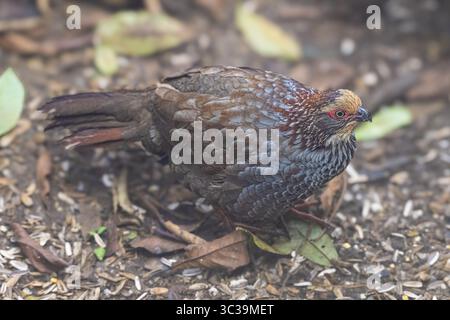 Die buffy-gekrönten Holzhuhn, Dendrortyx leucophrys, Familie Odontophoridae Stockfoto