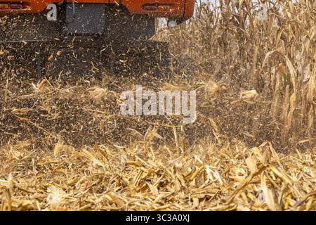Mähdrescher-Spreuverteiler mit Maisrückständen, die im Maisfeld abgeführt werden. Landwirtschaft, Ernte, Agrarhandel und Exportkonzept. Stockfoto