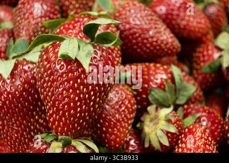Reife Erdbeeren Nahaufnahme. Sommerfrucht Muster für Werbung Stockfoto