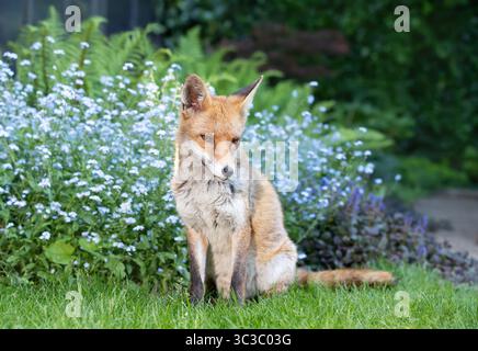 Nahaufnahme eines Rotfuchses, der ruhig auf grünem Gras in einem Garten sitzt, mit blühenden Vergissmeinsblumen im Hintergrund, Großbritannien. Stockfoto