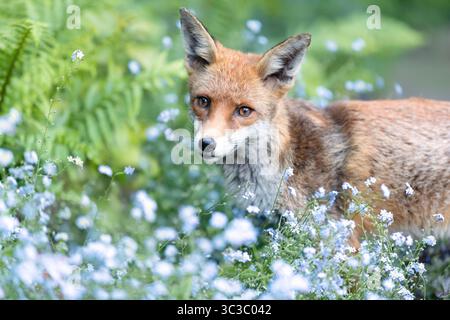 Nahaufnahme eines Rotfuchses, der vorsichtig durch üppiges Gartengrün geht, mit zarten Vergissmeinnicht-Blüten im Vordergrund, Großbritannien. Stockfoto