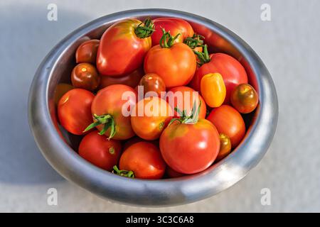Hellrote, reife Tomaten auf der Rebe in einer glänzenden Edelstahlschale, frisch gewaschen mit sichtbaren Wassertropfen. Stockfoto