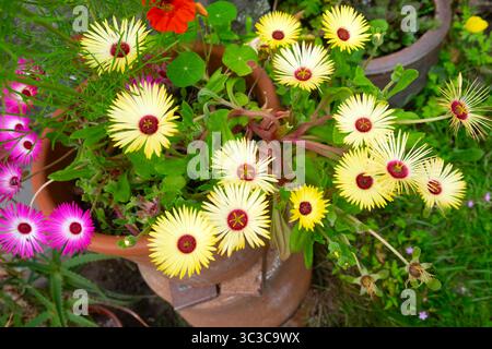 Gelbe und rosa Mesembryantheme Livingston Daisies Südafrikanische Blumen in Blüte im Sommergarten wächst im Topf Juli 2024 Wales UK KATHY DEWITT Stockfoto