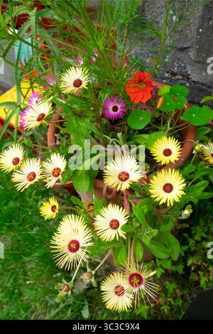 Blassgelbe Mesembryantheme Livingston Daisies Südafrikanische Blumen in Blüte im Sommergarten wächst im Topf Juli 2024 Wales UK KATHY DEWITT Stockfoto