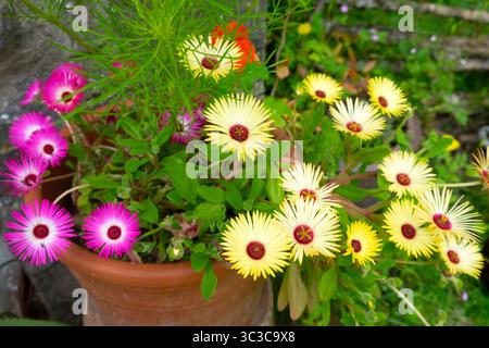 Gelbe und rosa Mesembryantheme Livingston Daisies Südafrikanische Blumen in Blüte im Sommergarten wächst im Topf Juli 2024 Wales UK KATHY DEWITT Stockfoto