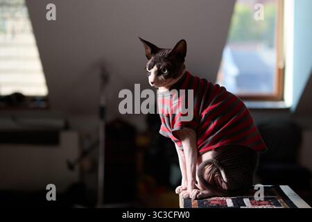 Die haarlose Sphynx-Katze trägt ein rot-grau gestreiftes Hemd und sitzt selbstbewusst auf einem Tisch in einem sanft beleuchteten Raum. Die intensiven Augen und Disti der Katze Stockfoto