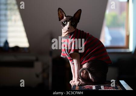 Die haarlose Sphynx-Katze trägt ein rot-grau gestreiftes Hemd und sitzt selbstbewusst auf einem Tisch in einem sanft beleuchteten Raum. Die intensiven Augen und Disti der Katze Stockfoto