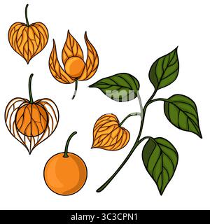Detaillierte Vektor-Illustration von Physalis Früchten und Blättern, die verschiedene Stadien der Reife und einen einzigartigen künstlerischen Stil mit auffälligen Umrissen und V zeigt Stock Vektor
