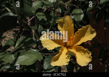 Gelbe Hibiskusblüte in einem botanischen Garten Stockfoto