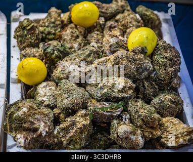 Große frisch gefangene lebende Austern, auf Eis mit ganzen Zitronen auf einem geschäftigen Marktstand in Karakoy, Istanbul, Türkei Stockfoto