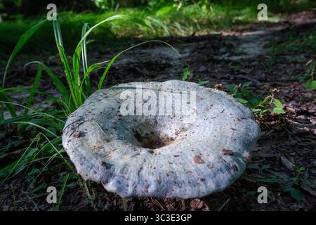Prairieville, Michigan - der essbare Laktarius Indigo-Blaupilz auf einem Waldboden im Westen Michigans. Stockfoto