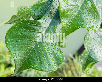 Goldener Pfeil/vergoldeter Löffel (Plumeria pudica) bedeckt mit Wassertropfen Stockfoto