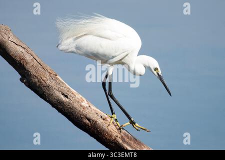 Weiße Federn in Bewegung, während ein kleiner Reiher einen Ast unter der ungeheuren Ruhe des offenen Himmels heruntersteigt Stockfoto