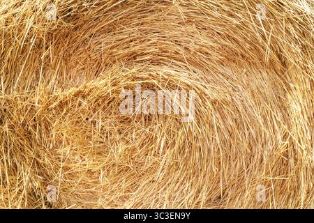 Nahaufnahme und Detail eines goldenen Strohballen in der Sonne, ein wunderschöner Naturhintergrund Stockfoto
