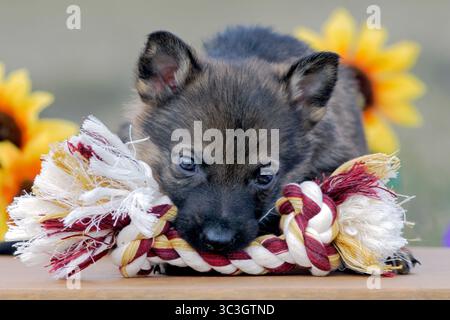 Niedliches Schäferhündchen fünf Wochen, Spiel mit großem Spielzeug, Nahaufnahme, Frontalansicht. Stockfoto