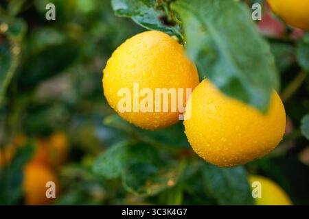Eine Nahaufnahme mehrerer meyer-Zitronen, die auf einem Baum wachsen, mit Wassertropfen. Stockfoto