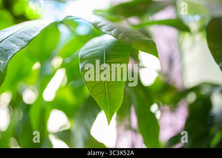 Eine Nahaufnahme des Geldbaums verlässt. Stockfoto