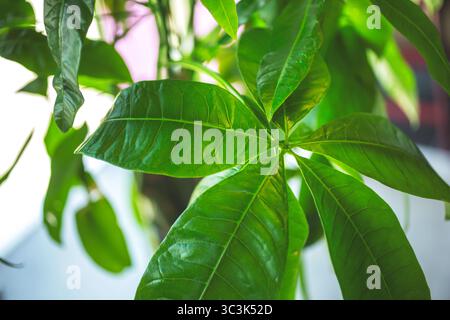 Eine Nahaufnahme des Geldbaums verlässt. Stockfoto
