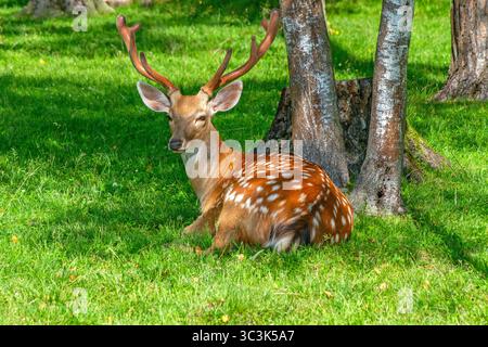 Ein sika-Hirsch ruht unter einem Baum in einem Sommerwald. Stockfoto