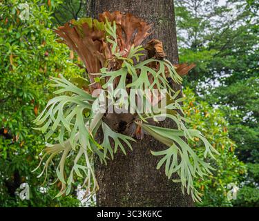 Nahaufnahme des epiphytischen Platycerium bifurcatum aka Staghornfarn oder elkhornfarn, der auf tropischen Bäumen wächst, Java, Indonesien Stockfoto