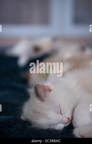 Gruppe von 1 Monat alten Ragdoll-Kätzchen schlafen auf der Decke, Hauskatze Stockfoto