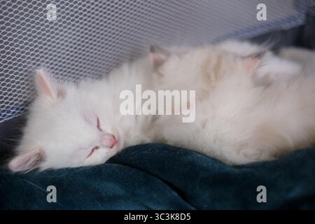 Gruppe von 1 Monat alten Ragdoll-Kätzchen schlafen auf der Decke, Hauskatze Stockfoto
