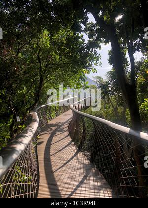Boomslang Canopy Walkway in Kirstenbosch Botanical Gardens, Kapstadt, bietet einen atemberaubenden Blick auf den Wald mit Blick auf die Berge Stockfoto