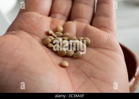 Ein Blick auf einen Haufen roher grüner Linsen in der Handfläche. Stockfoto