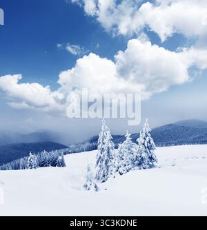 Bäume mit Raureif und Schnee in Bergen bedeckt. Stockfoto