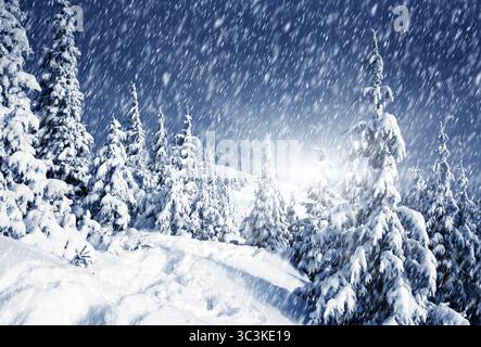 Bäume mit Raureif und Schnee in den Bergen Stockfoto