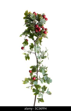 Weißdornstrauch (Crataegus monogyna) mit seinen beerenähnlichen roten Früchten; wird in der Kräutermedizin als Quelle für Antioxidantien, Vitamin C und Flavonoide verwendet Stockfoto