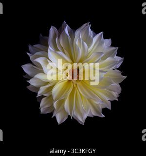Dahlienblume. Nahaufnahme einer großen, voll blühenden, gelb-weißen Wasserlilie-Dahlia-Blume. Weiches Licht, schwarzer Hintergrund Stockfoto