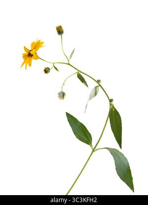 Stamm, Blätter und gelbe Blüte einer Jerusalem Artischocke (Helianthus tuberosus), einer Art von Sonnenblume, auch bekannt als Sonnenwurzel, SunChoke & Topinambur Stockfoto