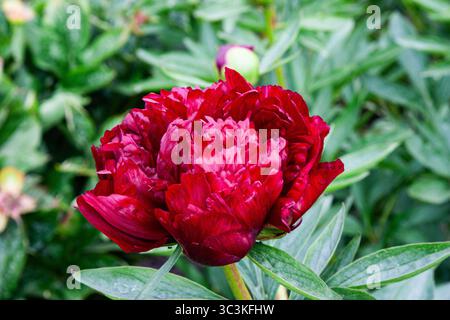 Roter Blumenstrauch. Üppige rote Pfingstrosen mit gelber Nahaufnahme in der Mitte. Rote Pfingstrosen blühen in voller Blüte für Hintergrund, Post, Bildschirmschoner, Hintergrundbild, Postwagen Stockfoto