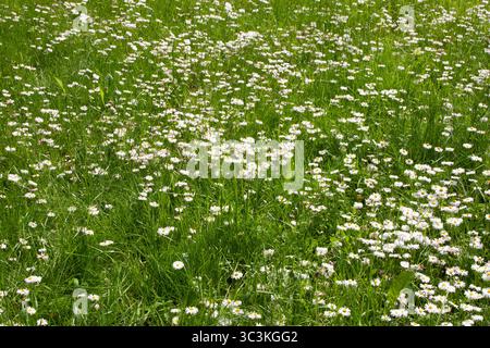 Oberfläche von grünem Gras mit Gänseblümchen. Grüner Boden voller Gräser voller Gänseblümchen. Weiße Kamillenblüten im grünen Gras für Hintergrund, Post, sc Stockfoto