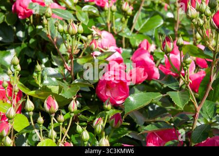 Leuchtend rosa Rosen in voller Blüte, geclustert auf einem üppig grünen Sträucher. Rosenknospen mit grünen Blättern. Rosa Rosen Blume für Hintergrund, Post, Bildschirmschoner, W Stockfoto
