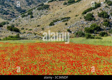 Farbenfrohe rote Mohnfelder in voller Blüte mit einem alten Traktor in der Ferne und felsigen Hügeln im Hintergrund, die ländliche Schönheit symbolisieren. Stockfoto
