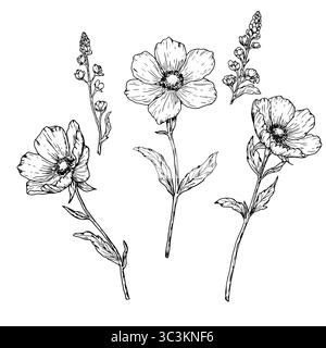 Frühlingsblumen, Silhouetten, schwarz-weiße Skizze. Vektorabbildung. Wilde Blumen mit Blättern, isoliert auf dem Hintergrund. Für Einladungen Stock Vektor