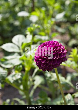 Nahaufnahme von Dahlia „Rocco“ mit lebhaften violetten Blüten, verschwommenem grünem Gartenhintergrund. Stockfoto