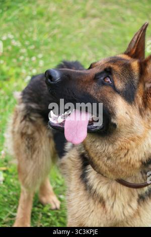Deutscher Schäferhund mit rosa Zunge, die wegschaut. Hund steht auf Gras. Hund hat schwarze Nase Stockfoto