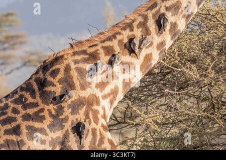 Eine Linie von Oxspechtvögeln am Hals einer Giraffe. Stockfoto