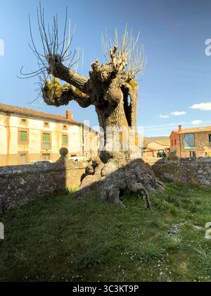 Knorriger alter Baum mit Moos und abgeschnittenen Ästen auf einem Dorfplatz unter blauem Himmel Stockfoto
