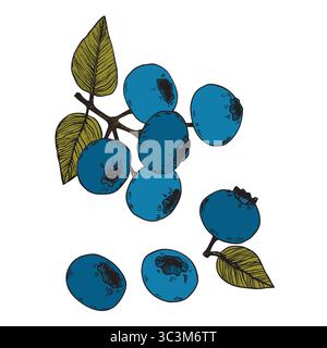 Heidelbeeren, Heidelbeeren, Obst. Reife süße Beeren. Сlipart Desing. Blaubeeren Silhouette Vektor Illustration. Natürlich köstlich frisch reif lecker Stock Vektor