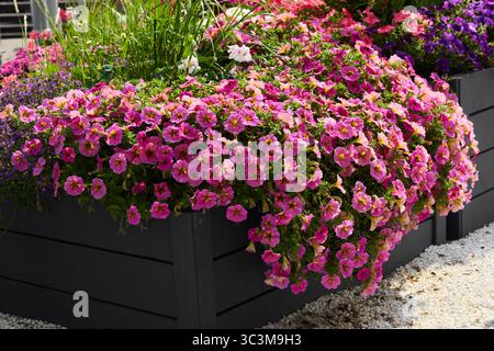 Ein atemberaubendes Arrangement von leuchtenden rosafarbenen Petunien in einem wunderschönen Blumenkühler-Garten Stockfoto