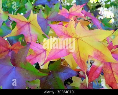 Nahaufnahme farbenfroher Ahornblätter im Herbst mit Rot-, Gelb-, Orange-, Rosa-, Lila-, und grün Stockfoto