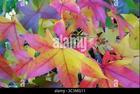 Nahaufnahme farbenfroher Ahornblätter im Herbst mit Rot-, Gelb-, Orange-, Rosa-, Lila-, und grün Stockfoto