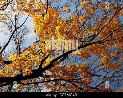 Goldene Ahornzweige mit leuchtenden Herbstblättern vor klarem blauem Himmel Stockfoto
