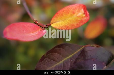 Eine detaillierte Nahaufnahme der Herbstblätter auf einem Zweig in sanften Rot-Gelbtönen, mit weichem Grün und gelbem Hintergrund Stockfoto