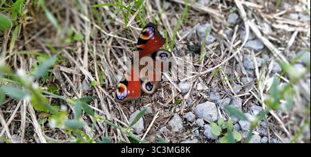 Schmetterling - Europäischer Pfau, Inachis io sitzt auf Stein, Makro. Tagfalter der Nymphaliden Familie Nymphalidae. Die Flügel sind rotbraun. Auf dem Stockfoto