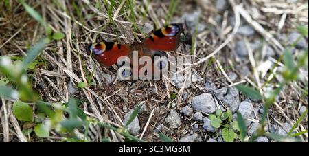 Schmetterling - Europäischer Pfau, Inachis io sitzt auf Stein, Makro. Tagfalter der Nymphaliden Familie Nymphalidae. Die Flügel sind rotbraun. Auf dem Stockfoto